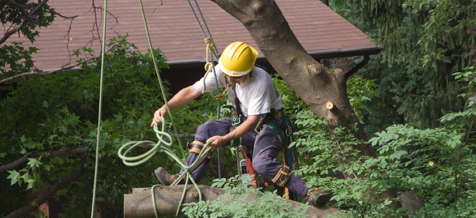 Tree stump removal